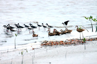 Black-necked Stilts and White-cheeked Pintails