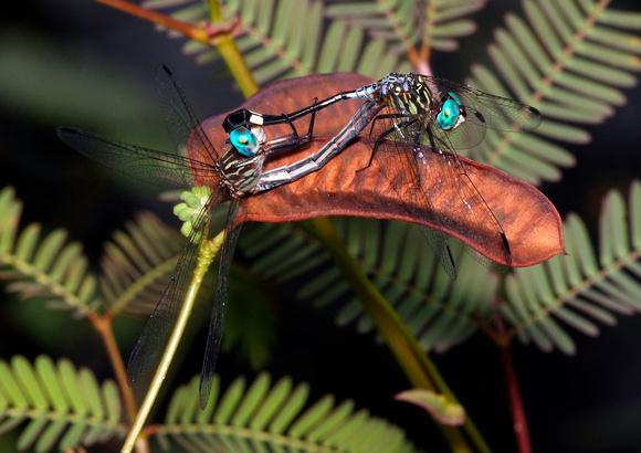 Mating Dragonflies, Possible Three-striped Dasher