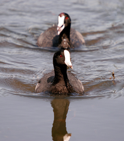 Caribbean and American Coots, Gallinazos