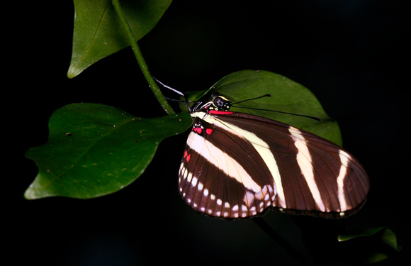 Butterfly, Zebra Longwings