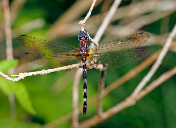 Dragonfly, Antillean Sylph