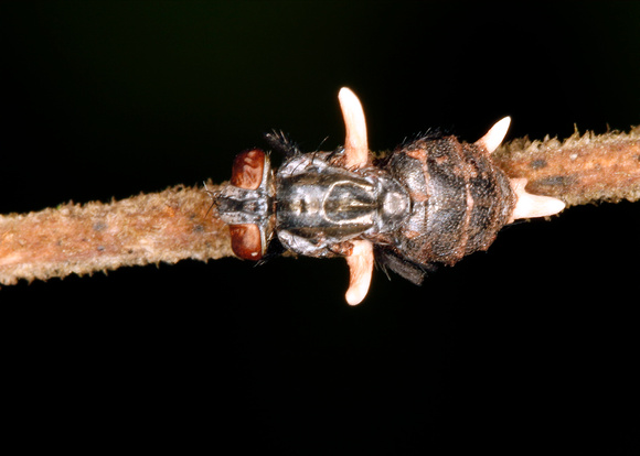 Fly infected with Cordyceps fungus.