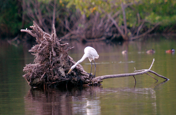 Great Egret in Habitat, Garza Real en Habitat