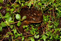 Cane or Marine Toad