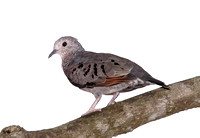Common Ground-Dove, Tortolita