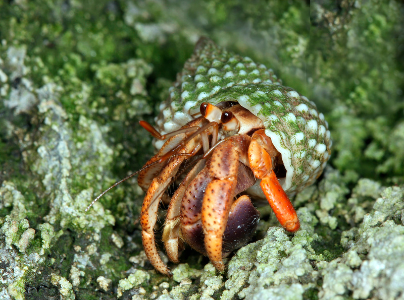 Puerto Rico Wildlife: Alfredo Colón | Marine Life of Puerto Rico