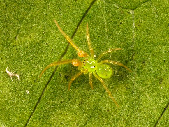 Male Green Spider