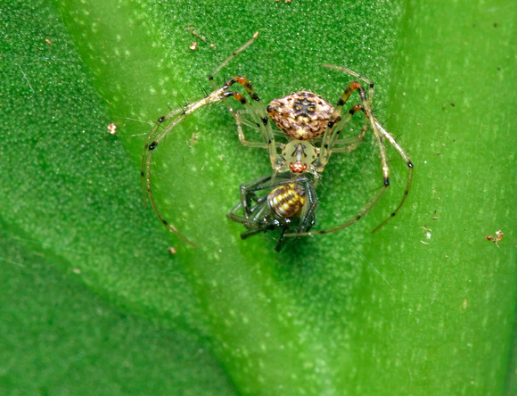 Feeding Spider
