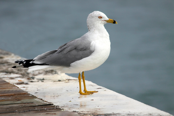 Ringed-billed Gull, Gaviota Piquianillada