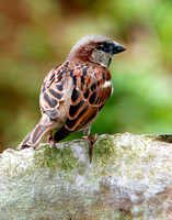 House Sparrow, Gorrión Doméstico