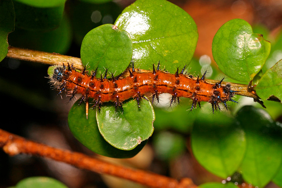 Puerto Rican Harlequin Caterpillar
