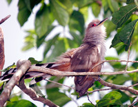Puerto Rican Lizard Cuckoo, Pájaro Bobo Mayor
