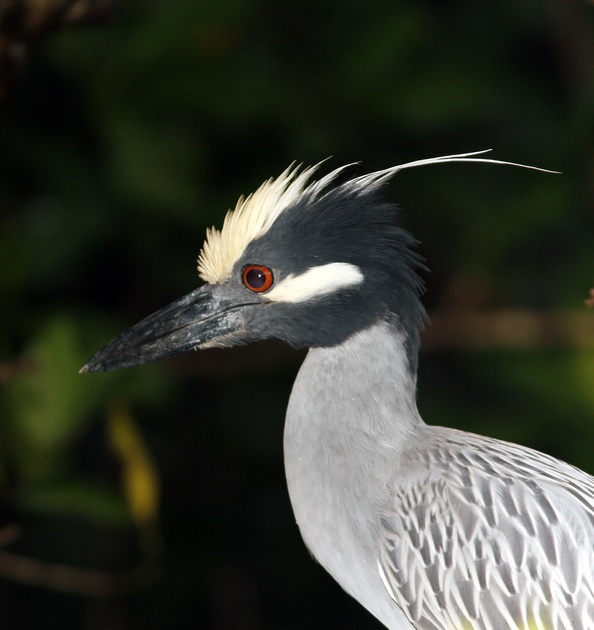 Puerto Rico Wildlife: Alfredo Colón | Yellow-crowned Night Heron, Yaboa ...