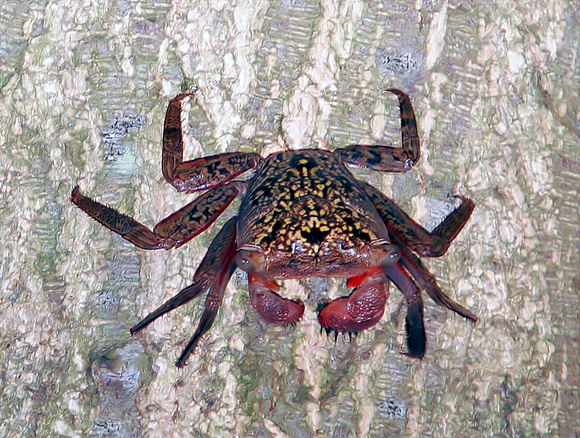 Mangrove Crab , Cangrejo de Mangle