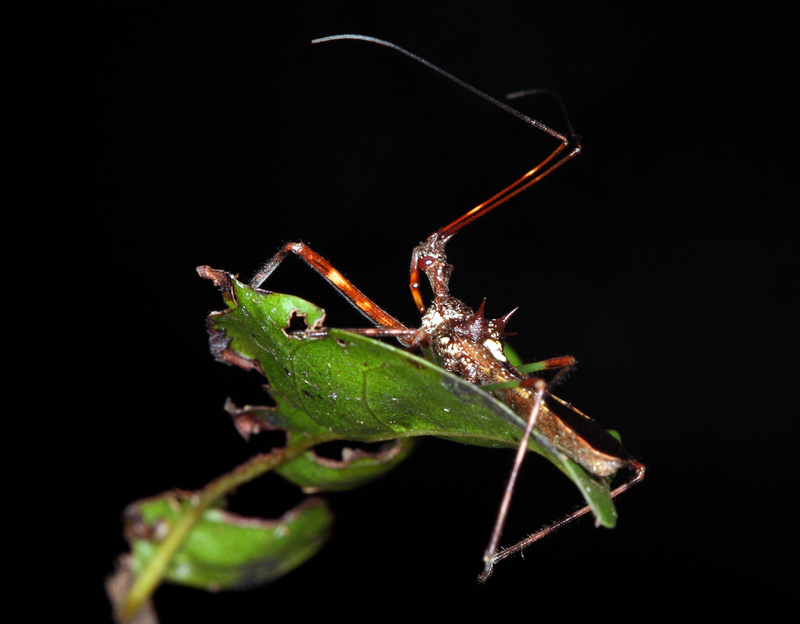 Puerto Rico Wildlife: Alfredo Colón | Assassin Bugs