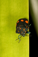 Scutellerid Jewel Bug