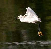 Feeding Snowy Egret, Garza Blanca