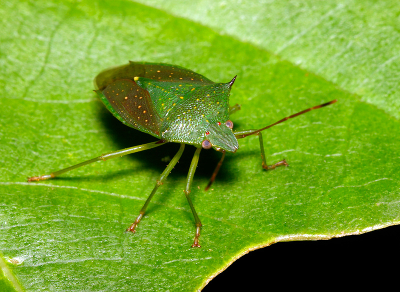 Puerto Rico Wildlife: Alfredo Colón | Stink Bugs and similar