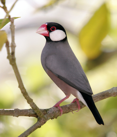 Puerto Rico Wildlife: Alfredo Colón | Java Sparrow, Gorrión de Java ...