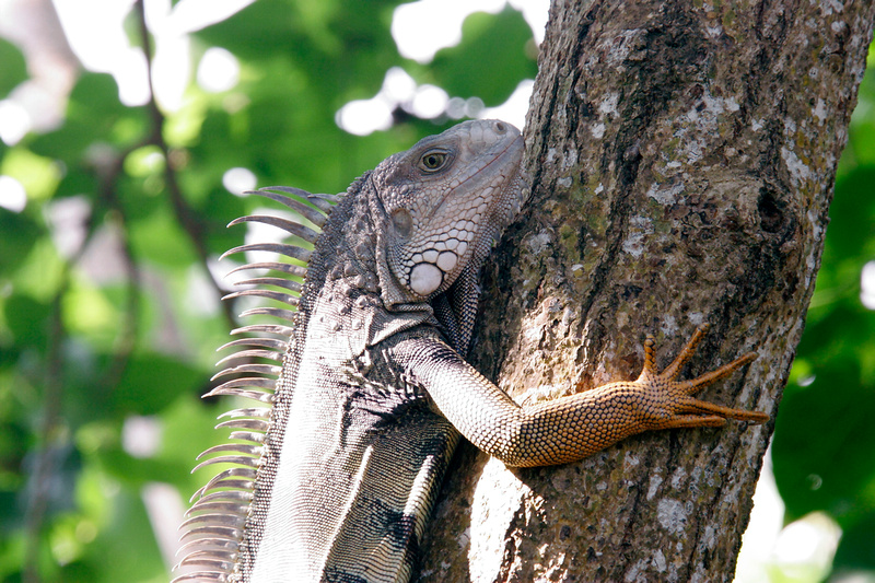 puerto-rico-wildlife-alfredo-col-n-all-other-reptiles