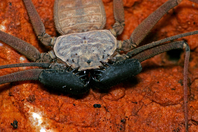 Puerto Rico Wildlife: Alfredo Colón | Whip Spiders or Guabá | Whip ...