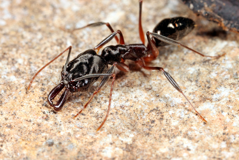 Puerto Rico Wildlife: Alfredo Colón | All Insects