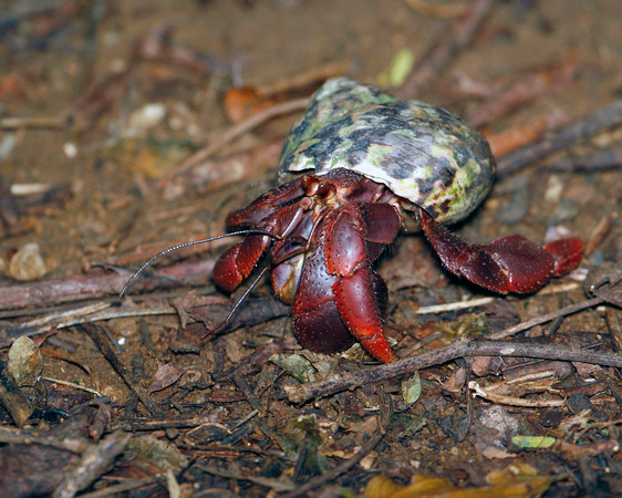 Puerto Rico Wildlife: Alfredo Colón | Crabs | Hermit Crab