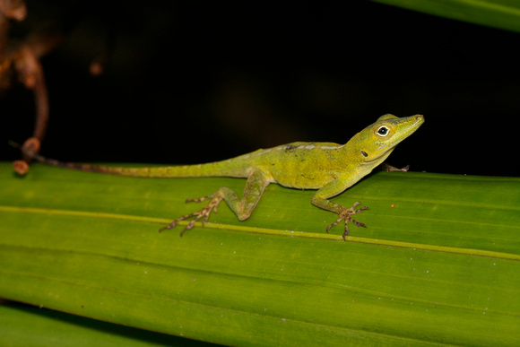 Puerto Rico Wildlife: Alfredo Colón | All Lizards | Puerto Rican ...