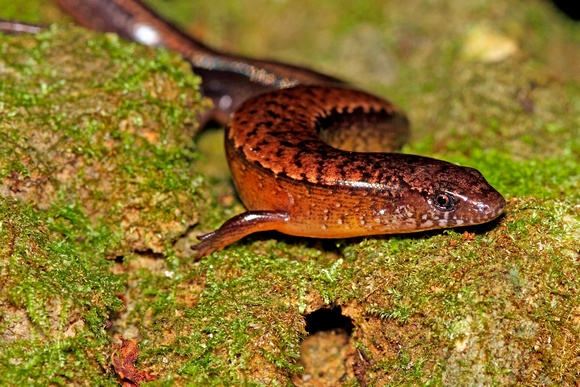 Puerto Rico Wildlife: Alfredo Colón | Lizards | Puerto Rican Galliwasp