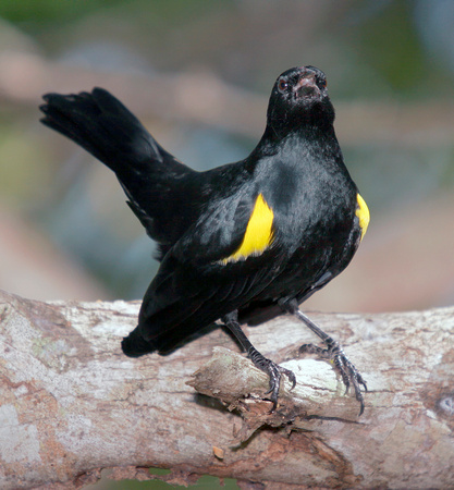 Puerto Rico Wildlife: Alfredo Colón | Yellow-shouldered Blackbird ...