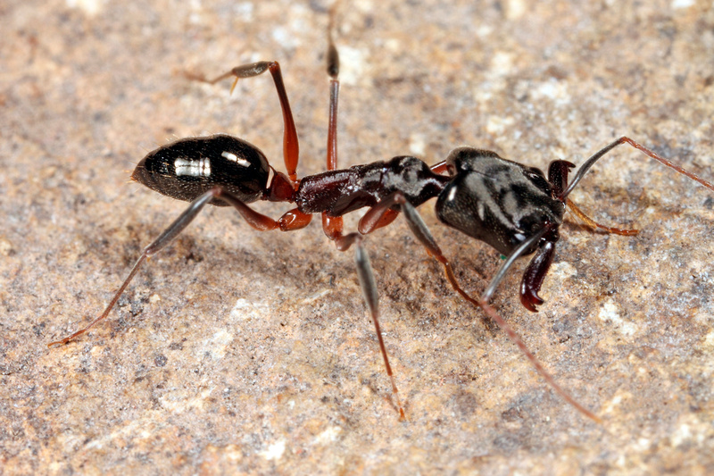 Puerto Rico Wildlife: Alfredo Colón | Ants