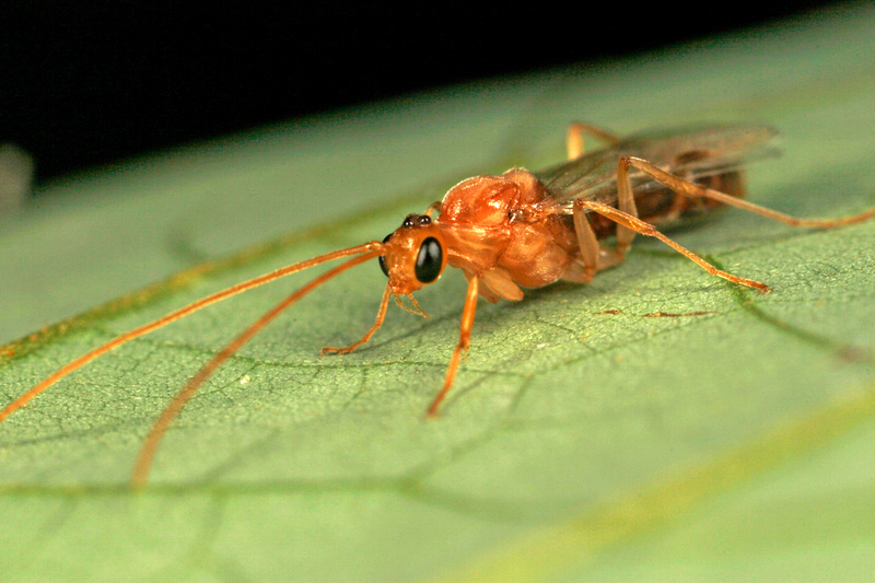 Puerto Rico Wildlife: Alfredo Colón | All Insects