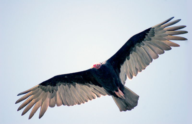 Puerto Rico Wildlife: Alfredo Colón 