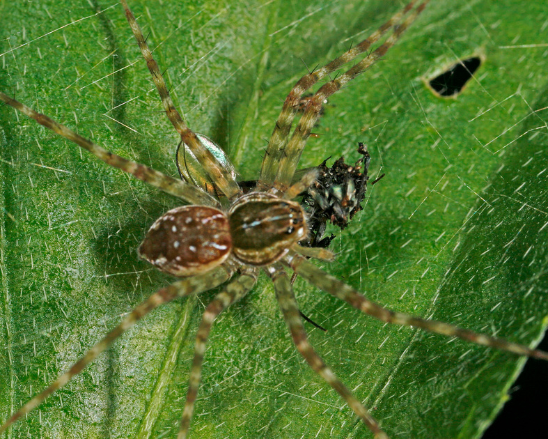 Puerto Rico Wildlife: Alfredo Colón | Fishing Spiders