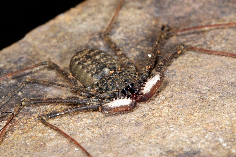 Puerto Rico Wildlife: Alfredo Colón | Whip Spiders or Guabá