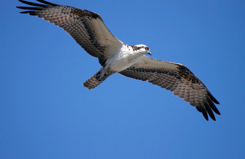 Puerto Rico Wildlife: Alfredo Colón | Osprey, Aguila Pescadora