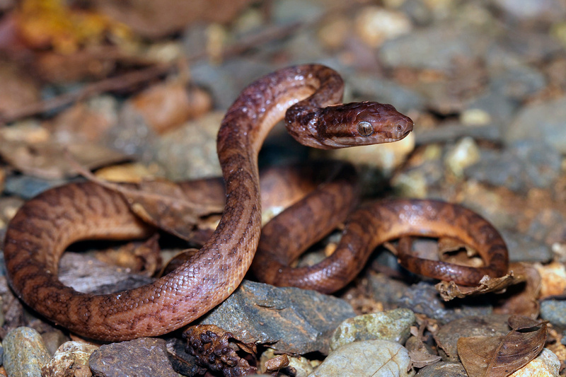 Puerto Rico Wildlife: Alfredo Colón | All Snakes