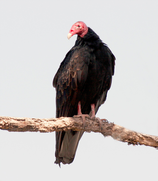 Puerto Rico Wildlife: Alfredo Colón | Turkey Vulture, Aura Tiñosa