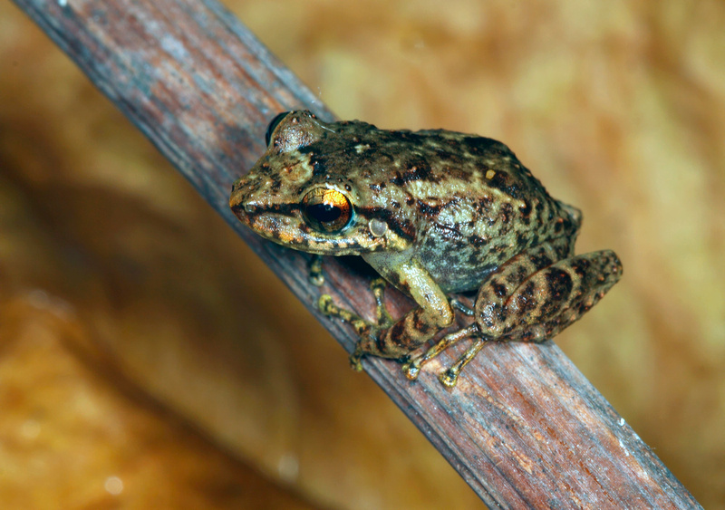 Puerto Rico Wildlife: Alfredo Colón | Frogs of Puerto Rico