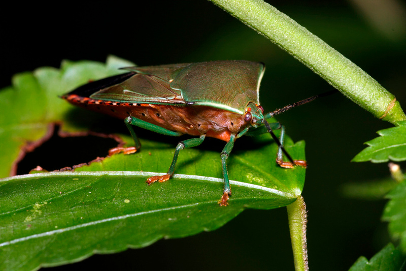 Puerto Rico Wildlife: Alfredo Colón | Other insects and related