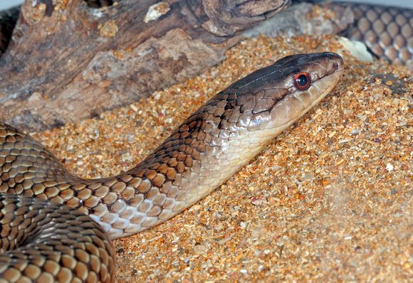 Puerto Rico Wildlife: Alfredo Colón | All Snakes | Snake