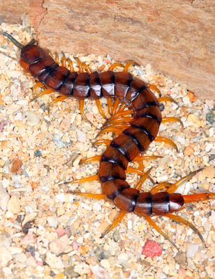 Puerto Rico Wildlife: Alfredo Colón | Centipedes