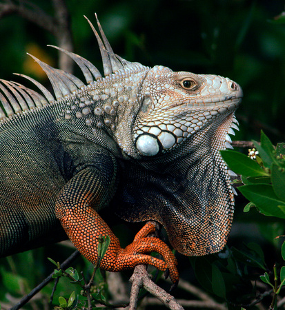 Puerto Rico Wildlife: Alfredo Colón | All Other Reptiles | Iguana