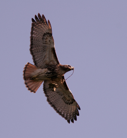 Puerto Rico Wildlife: Alfredo Colón | Red-tailed Hawk, Guaraguao | Red ...