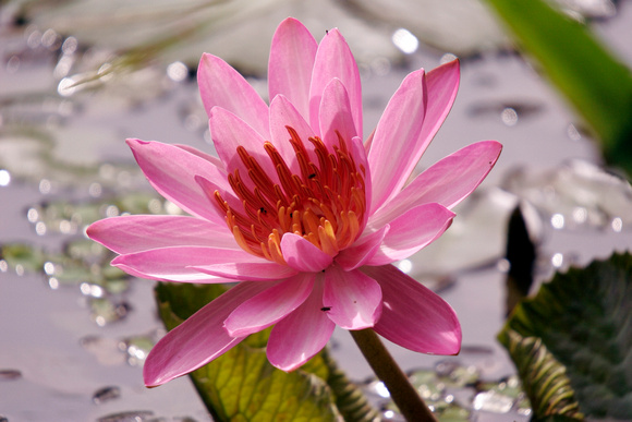 Puerto Rico Wildlife: Alfredo Colón | Flowers | Lotus Flower